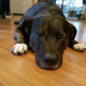 Meet your Posher, Constance